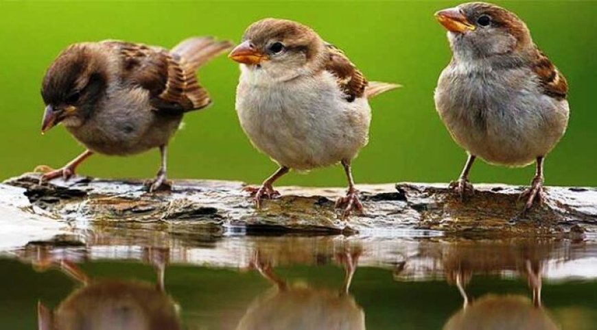 हमारे प्रयासों से फिर चहकेंगी आंगन में गौरैया