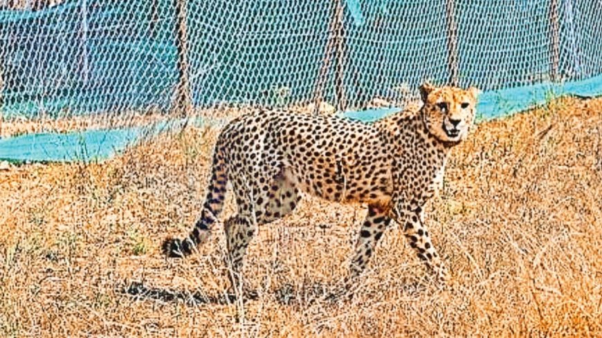 कूनो के चीतों का हो रहा है ट्रांसफर, 300 किलोमीटर दूर होने वाली शिफ्टिंग में कई सुविधाएं मिलेंगी 