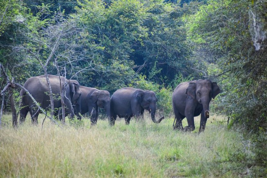 बांधवगण टाइगर रिजर्व में 10 हाथियों की मौत पर, 20 अधिकारियों के तबादले
