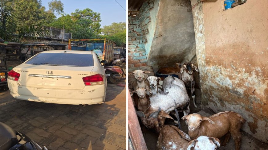 लग्जरी कार से बकरों की चोरी, होंडा सिटी से बकरे चुराने वाले चार आरोपी गिरफ्तार