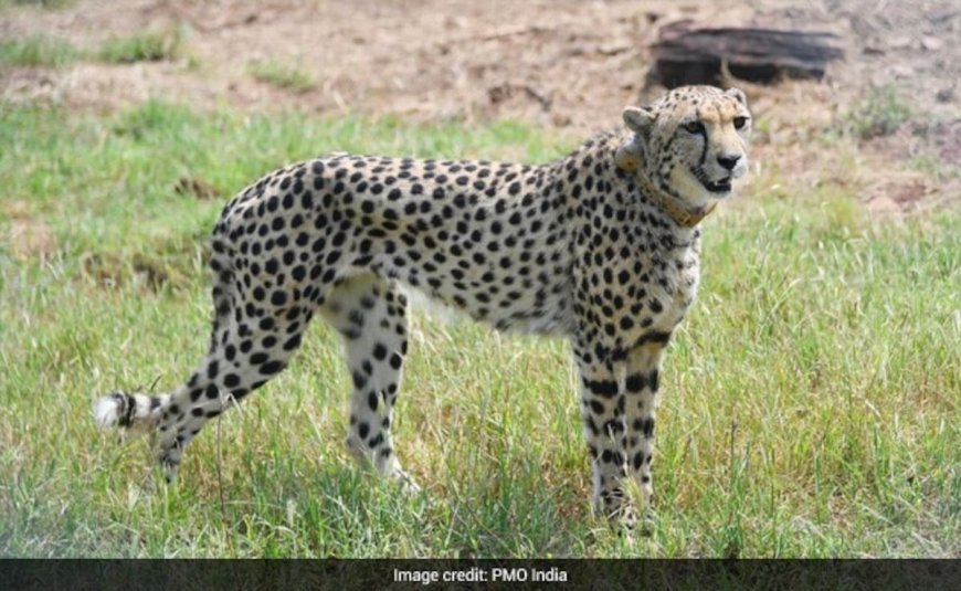 कूनो से निकले पांच चीतों का झुंड पहुंच गया पूर्व विधायक के फार्म हाउस 