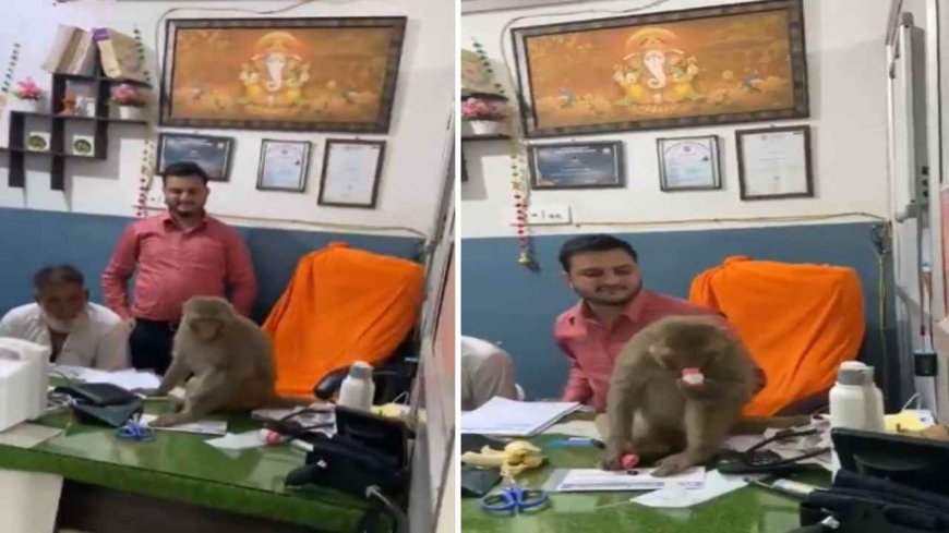 कुछ समय के लिए बंदर बना डॉक्टर, हरकते देख लोग भी हुए हैरान 