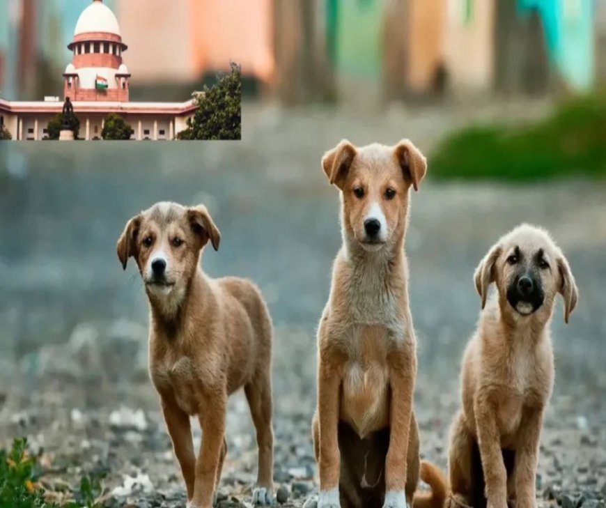 Supreme Court on Stray Dogs: वैक्सीनेशन के बाद इलाके में वापिस आए आवारा कुत्ते, NGO और डॉग लवर्स के लिए खास मैसेज